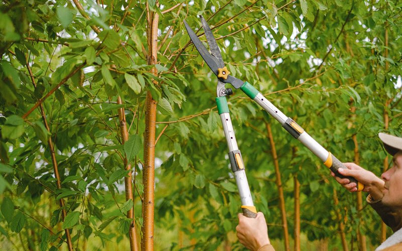 Tree trimming in Tooele, UT